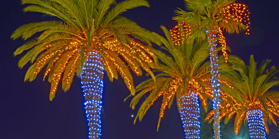 palm-tree-christmas